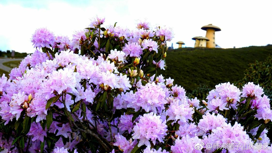 快手业务秒涨网自助下单：网络营销策略与用户增长技巧